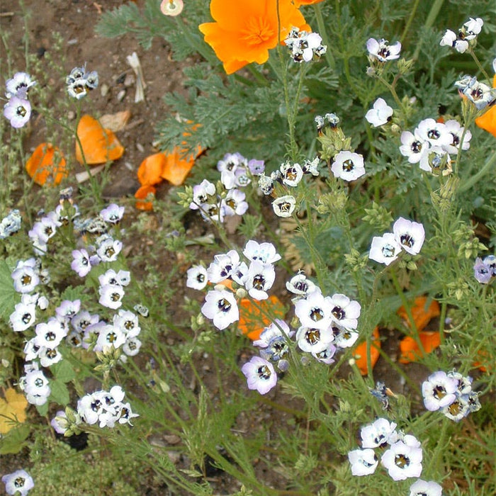 Native Pacific Northwest Wildflower Seed Mix|Native Pacific Northwest Wildflower Seed Mix - California Poppy & Bird's Eye