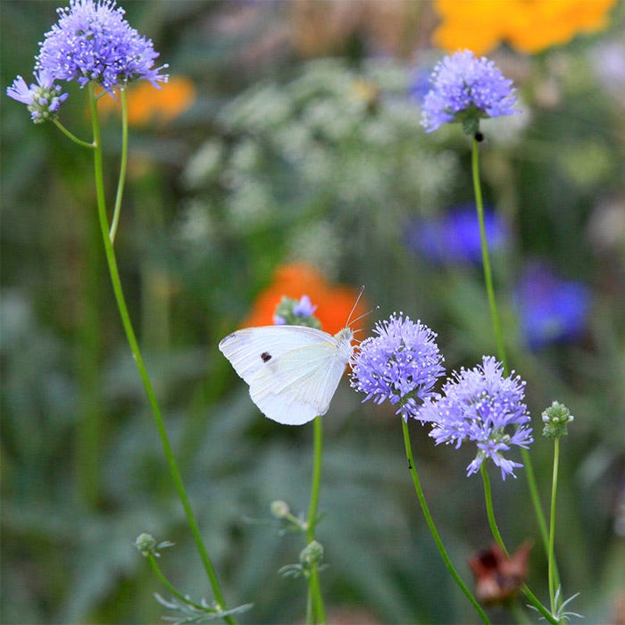 Native Pacific Northwest Wildflower Seed Mix|Native Pacific Northwest Wildflower Seed Mix - Globe Gilia