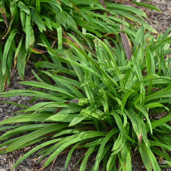 Seersucker Sedge, Photo courtesy of Mt. Cuba Center