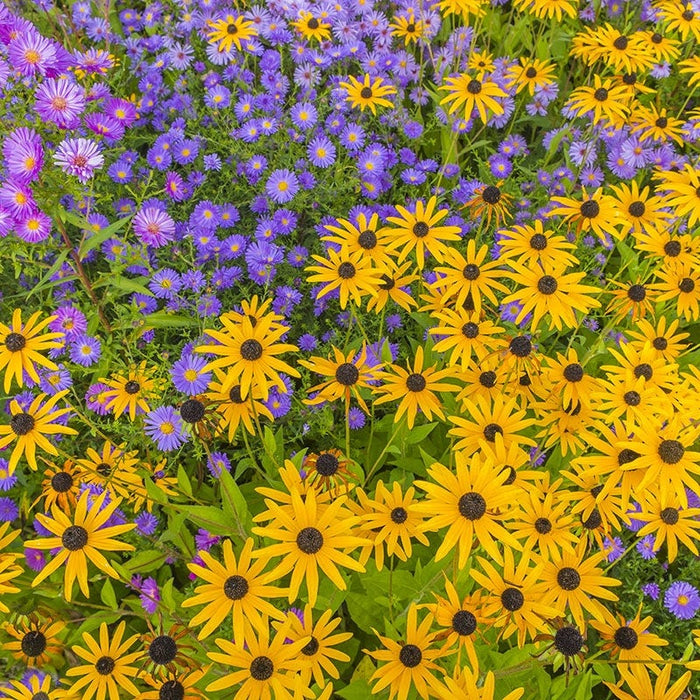 Native West Wildflower Seed Mix|Native West Wildflower Seed Mix