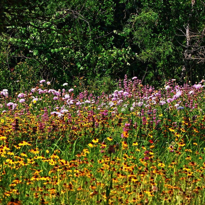 Native Woodland Edge Wildflower Seed Mix|Native Woodland Edge Wildflower Seed Mix