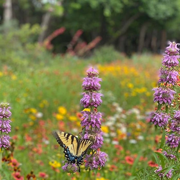 Native Woodland Edge Wildflower Seed Mix|Native Woodland Edge Wildflower Seed Mix