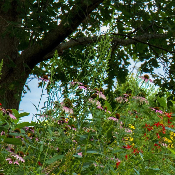 Native Woodland Edge Wildflower Seed Mix|Native Woodland Edge Wildflower Seed Mix