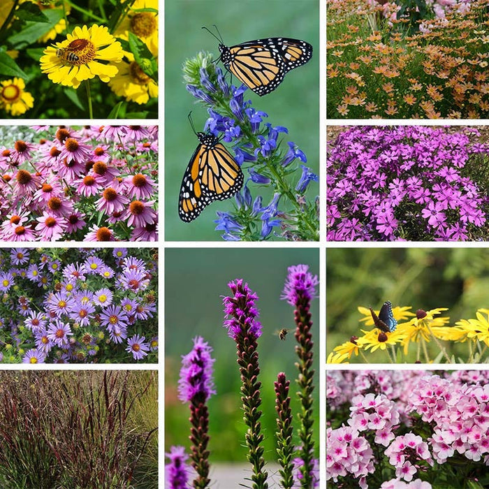 Natural Nectar Native Pre-Planned Garden|Natural Nectar Native Pre-Planned Garden
