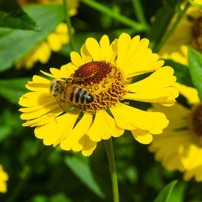 Natural Nectar Native Pre-Planned Garden|Helenium autumnale, Common Sneezeweed