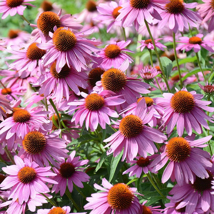 Natural Nectar Native Pre-Planned Garden|Purple Coneflower