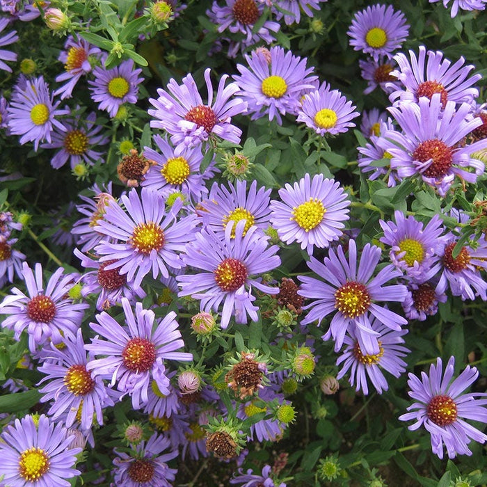 Natural Nectar Native Pre-Planned Garden|Aromatic Aster