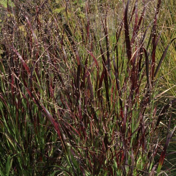 Natural Nectar Native Pre-Planned Garden|Shenandoah Red Switchgrass