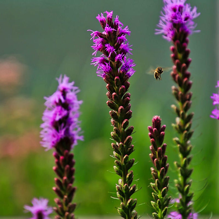 Natural Nectar Native Pre-Planned Garden|Blazing Star