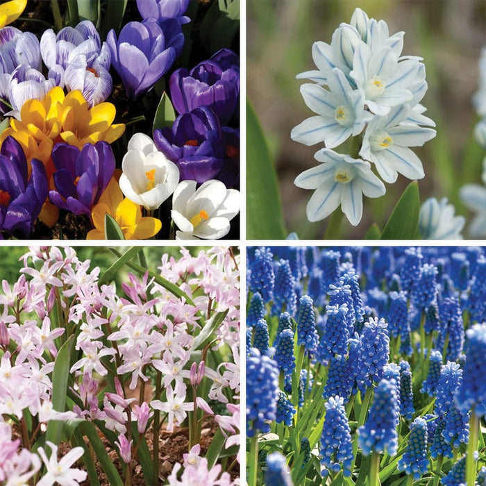 Naturalizing Lawn Bulb Collection|Naturalizing Lawn Bulb Collection