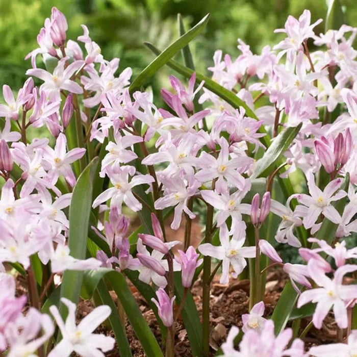 Naturalizing Lawn Bulb Collection|Pink Giant Glory Of The Snow