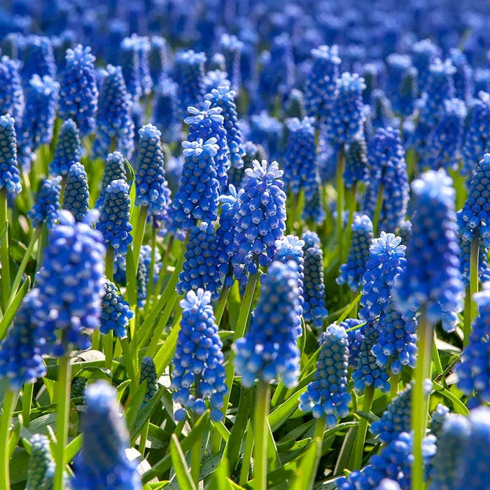Naturalizing Lawn Bulb Collection|Grape Hyacinth