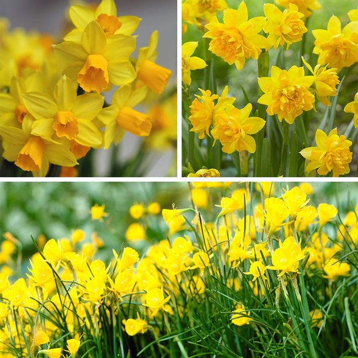 Naturalizing Mini Daffodil Collection|Naturalizing Mini Daffodil Collection
