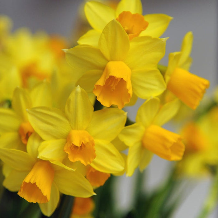 Naturalizing Mini Daffodil Collection|Jetfire Miniature Daffodil
