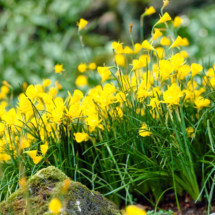 Naturalizing Mini Daffodil Collection|Golden Bells Daffodil