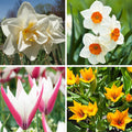 Naturalizing Tulip & Daffodil Bulb Collection