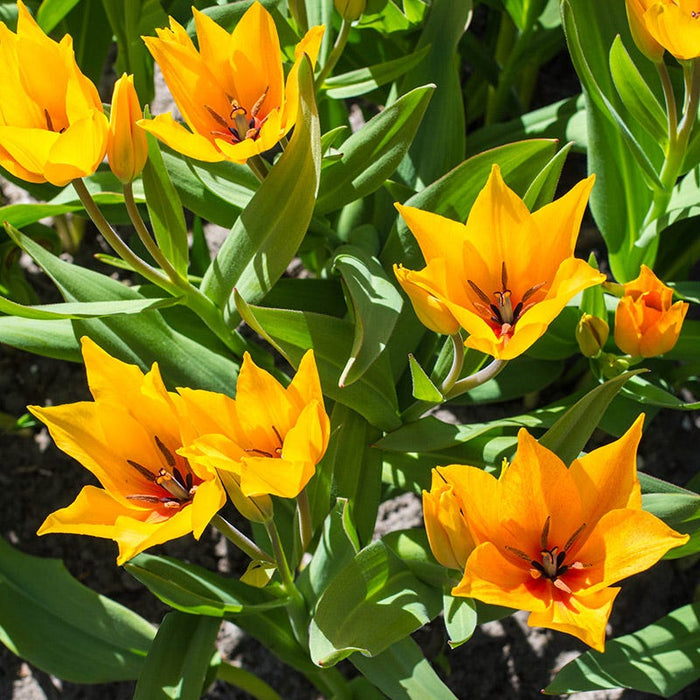 Shogun Wild Tulip|Shogun Wild Tulip