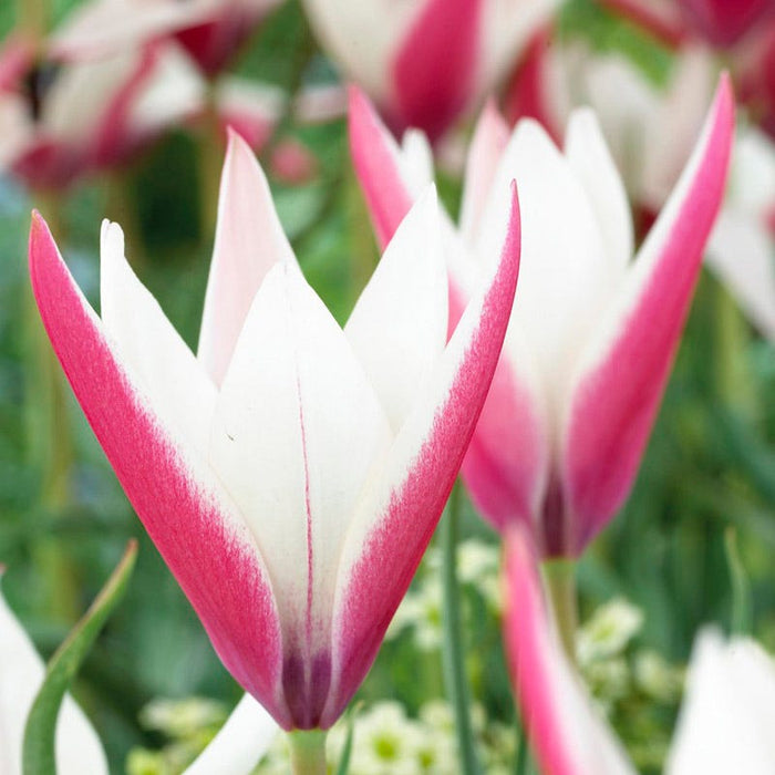 Peppermint Stick Tulip|Peppermint Stick Tulip, Tulipa clusiana Peppermint Stick