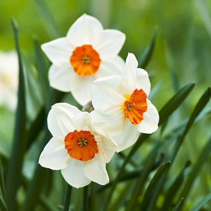 Barrett Browning Small Cupped Daffodil|'Barrett Browning' Small Cupped Daffodil, Narcissus 'Barrett Browning'