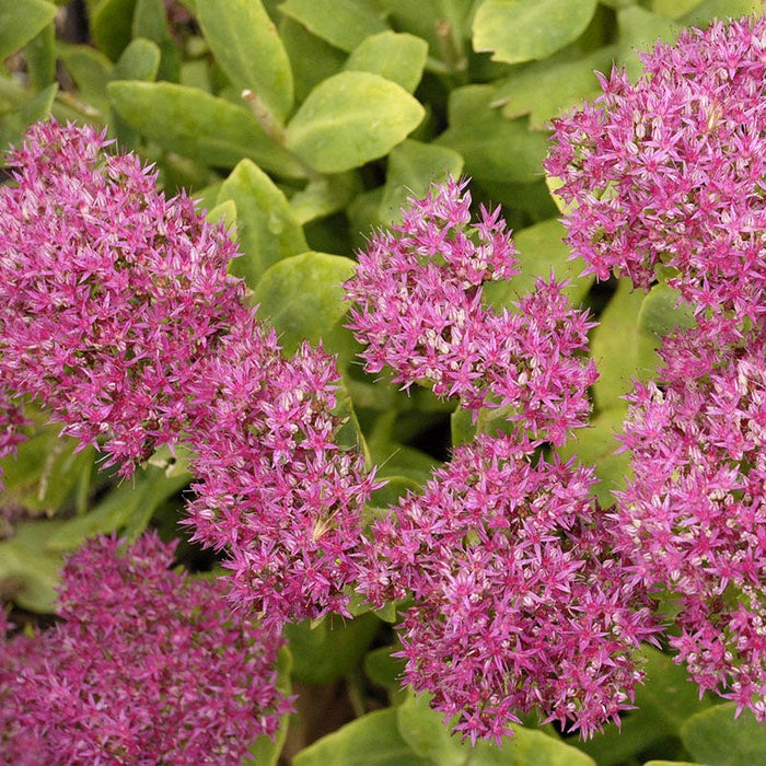 Neon Sedum|Purple-pink Sedum Neon, Sedum spectabile, Stonecrop