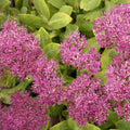 Neon Sedum|Purple-pink Sedum Neon, Sedum spectabile, Stonecrop