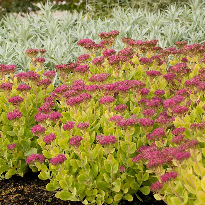 Neon Sedum|Purple-pink Sedum Neon, Sedum spectabile, Stonecrop