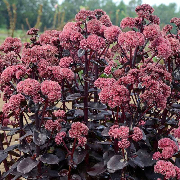 Night Embers Sedum|Night Embers Sedum, Photo Courtesy of Walter's Gardens, Inc.