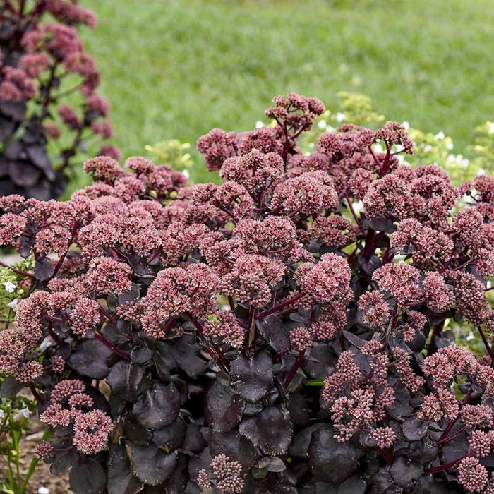 Night Embers Sedum|Night Embers Sedum, Photo Courtesy of Walter's Gardens, Inc.