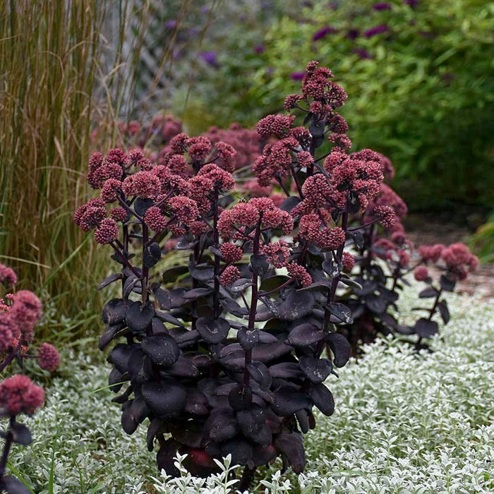 Night Embers Sedum|Night Embers Sedum, Photo Courtesy of Walter's Gardens, Inc.
