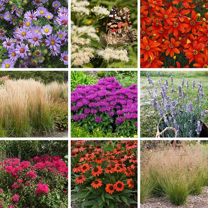 No Nibble Deer Resistant Pre-Planned Garden|No Nibble Deer Resistant Pre-Planned Garden
