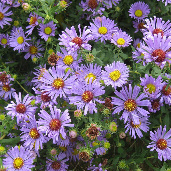 No Nibble Deer Resistant Pre-Planned Garden|Aromatic Aster