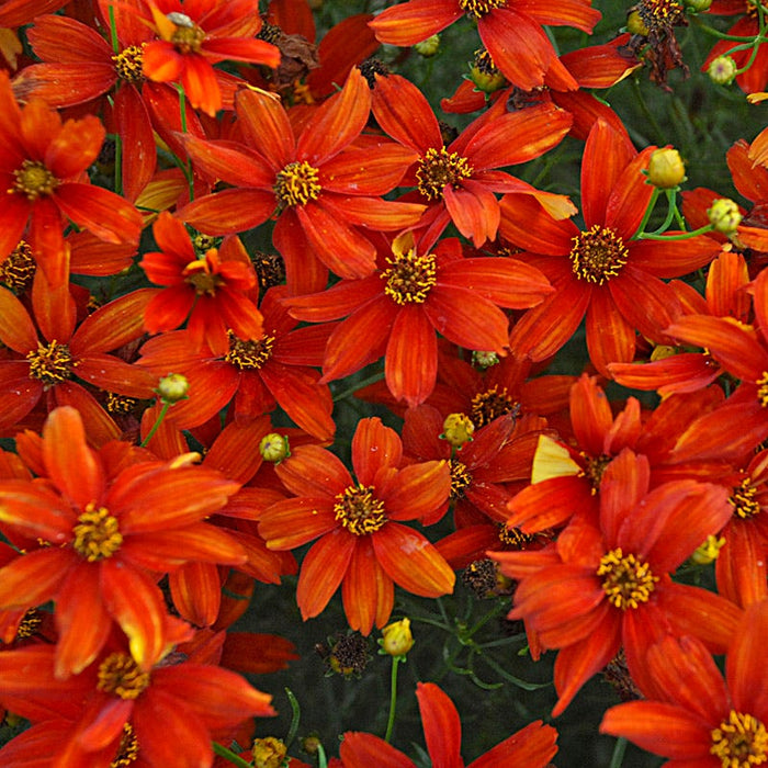 No Nibble Deer Resistant Pre-Planned Garden|Sizzle & Spice Coreopsis  Image Credit: Walter's Garden Inc