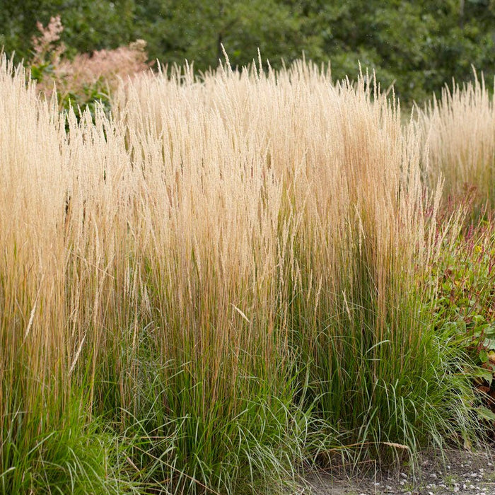 No Nibble Deer Resistant Pre-Planned Garden|Karl Foerster Feather Reed Grass