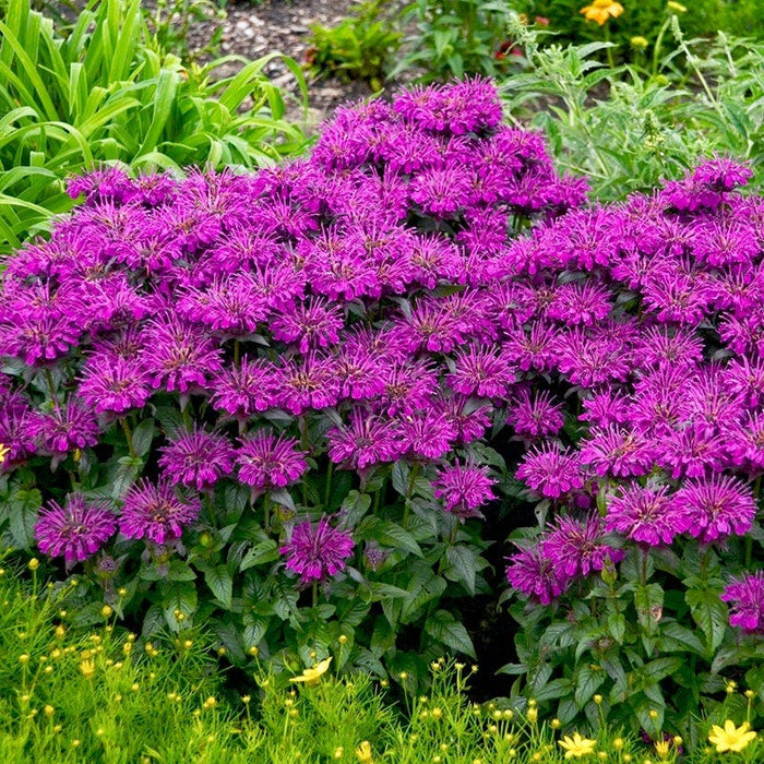 No Nibble Deer Resistant Pre-Planned Garden|Sugar Buzz® Grape Gumball Bee Balm. Photo Courtesy of Walter's Gardens Inc.