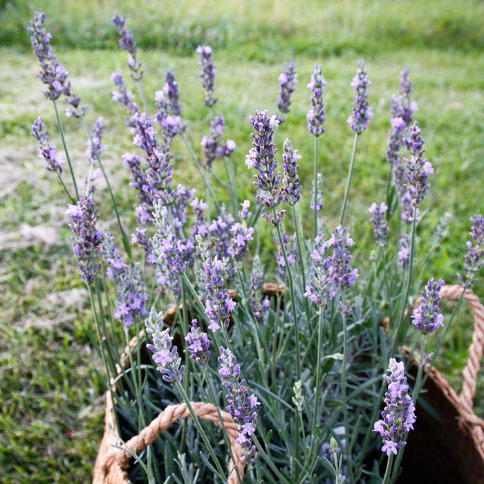 No Nibble Deer Resistant Pre-Planned Garden|Sensational! Lavender