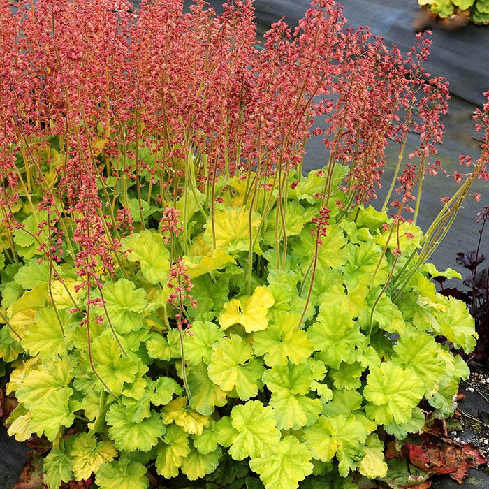 Northern Exposure™ Lime Coral Bells|Northern Exposure™ Lime Coral Bells