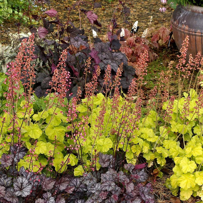 Northern Exposure™ Lime Coral Bells|Northern Exposure™ Lime Coral Bells
