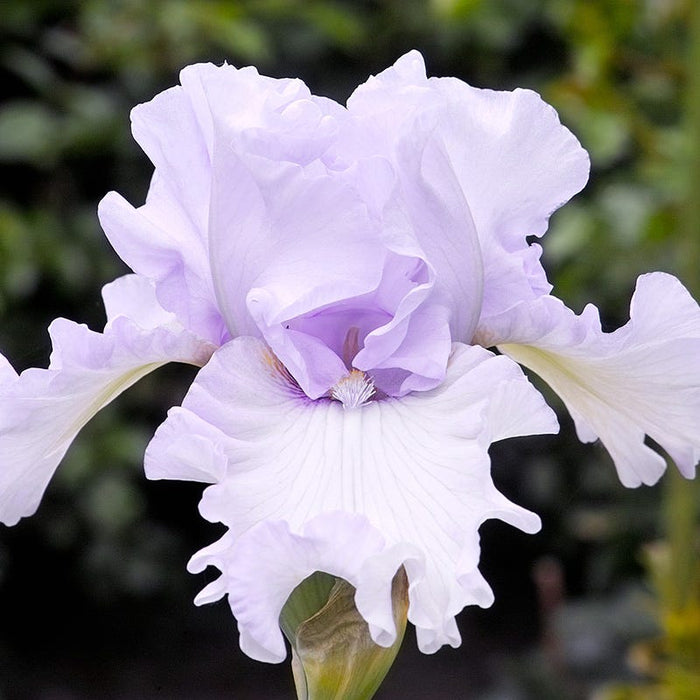 Northern Lights Bearded Iris Collection|Silverado Bearded Iris