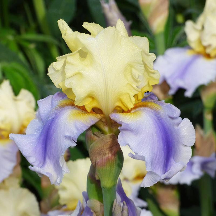 Northern Lights Bearded Iris Collection|Easter Candy Bearded Iris