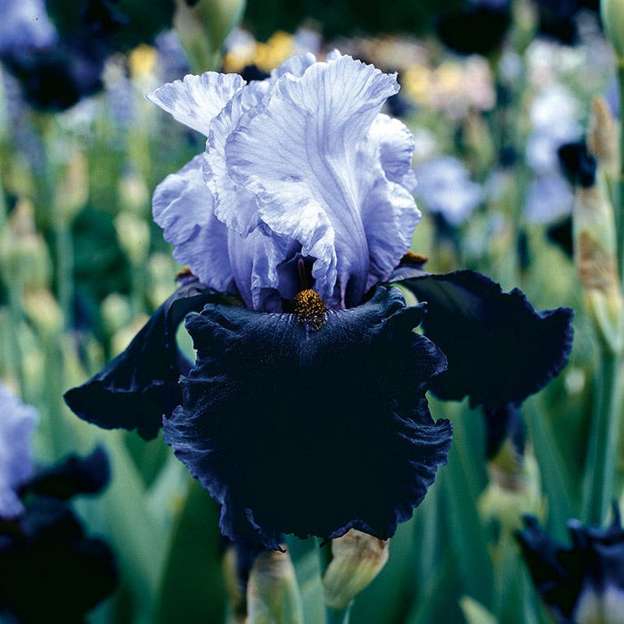 Northern Lights Bearded Iris Collection|Dangerous Mood Bearded Iris