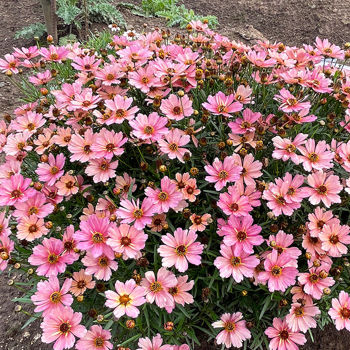 NOVA® Sunstone Coreopsis, Photo(s) courtesy of TERRA NOVA® Nurseries, Inc. www.terranovanurseries.com
