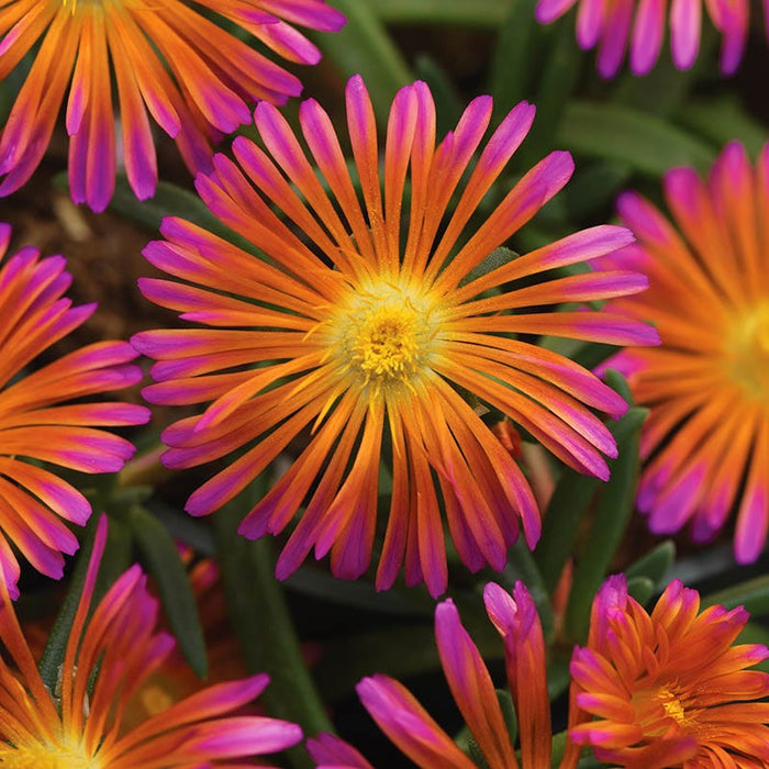 Ocean Sunset™ Orange Glow Ice Plant|Ocean Sunset™ Orange Glow Ice Plant