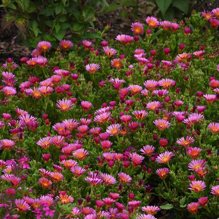 Ocean Sunset™ Orange Glow Ice Plant|Ocean Sunset™ Orange Glow Ice Plant
