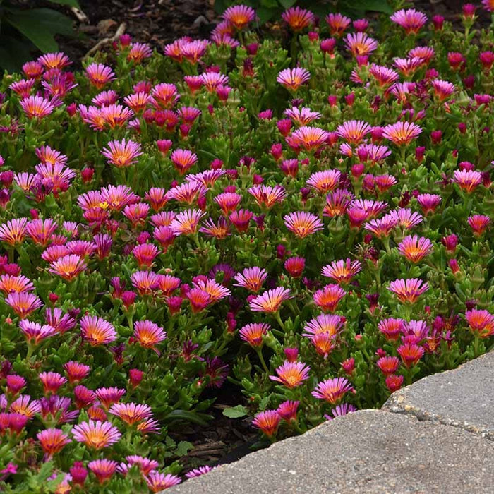 Ocean Sunset™ Orange Glow Ice Plant|Ocean Sunset™ Orange Glow Ice Plant