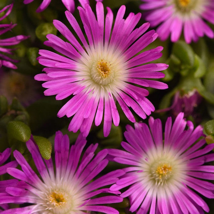 Ocean Sunset™ Violet Flare Ice Plant|Ocean Sunset™ Violet Flare Ice Plant