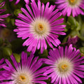 Ocean Sunset™ Violet Flare Ice Plant|Ocean Sunset™ Violet Flare Ice Plant