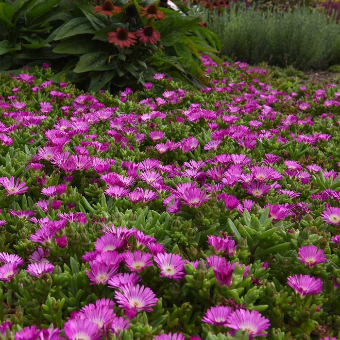 Ocean Sunset™ Violet Flare Ice Plant|Ocean Sunset™ Violet Flare Ice Plant