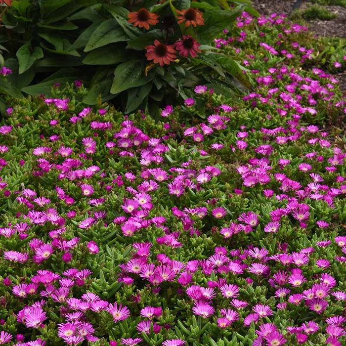 Ocean Sunset™ Violet Flare Ice Plant|Ocean Sunset™ Violet Flare Ice Plant