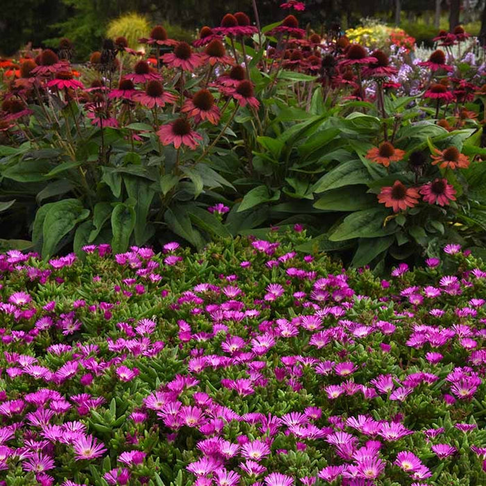 Ocean Sunset™ Violet Flare Ice Plant|Ocean Sunset™ Violet Flare Ice Plant
