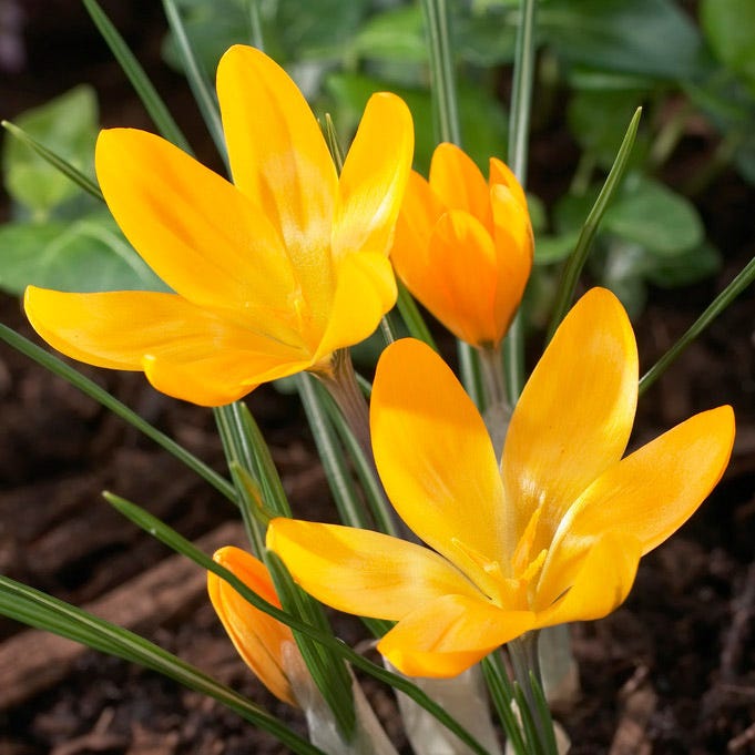 Yellow Mammoth Dutch Crocus|Yellow Dutch Crocus Bulbs Yellow Mammoth, Crocus flavus, Dutch Crocus
